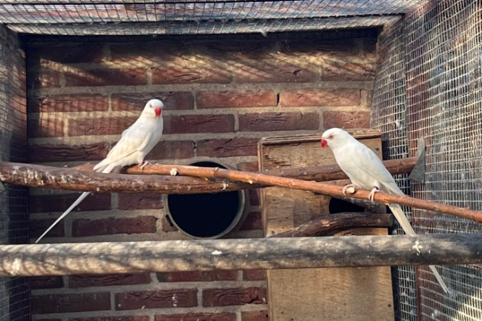 halsbandparkiet koppel albino