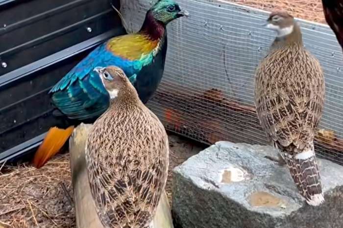 himalayan monal