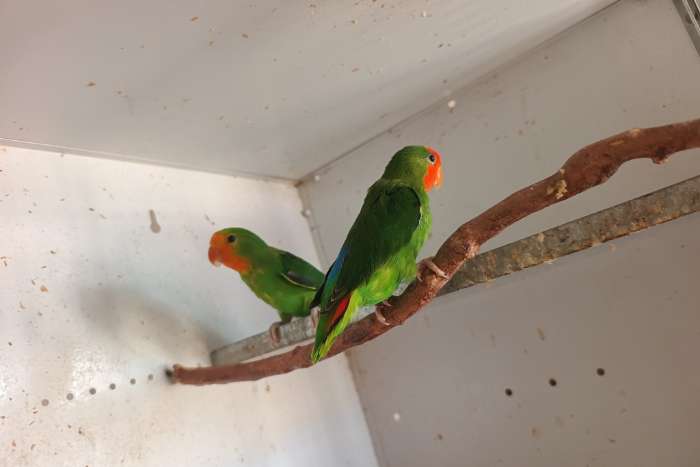 agapornis pullarius