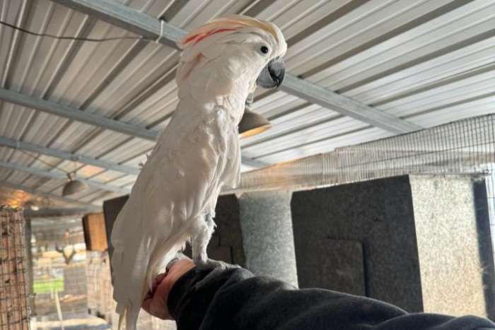 bonded/proven pair of cacatua moluccensis (1.1 moluccan cockatoo