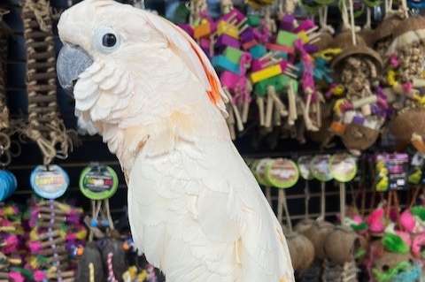 bonded/proven pair of cacatua moluccensis (1.1 moluccan cockatoo