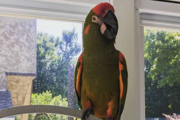 1.1 ara rubrogenys (pair of red-fronted macaws)