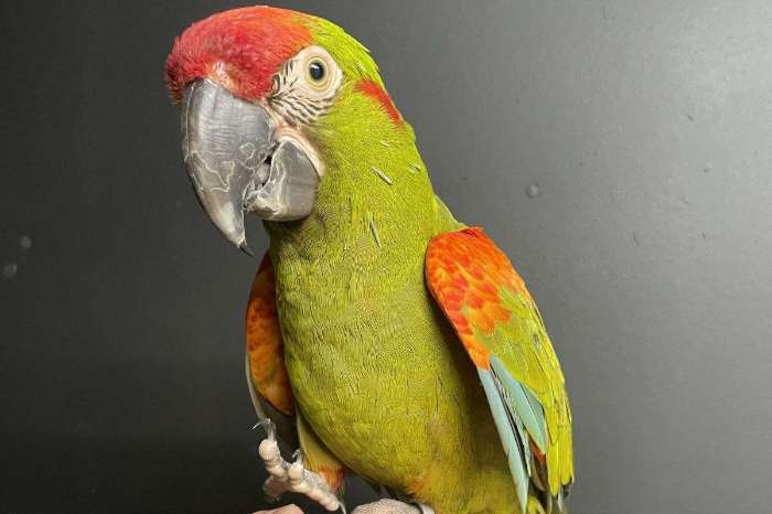1.1 ara rubrogenys (pair of red-fronted macaws)