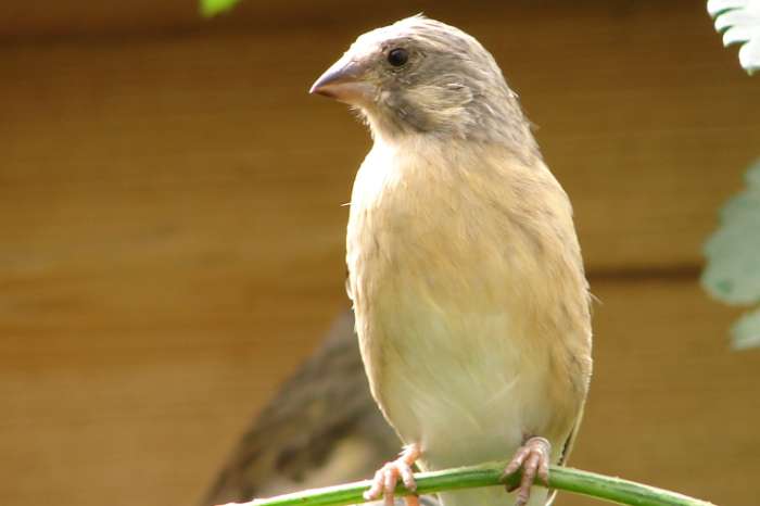 citroenborst edelzanger, crithagra citrinipectus, poppen