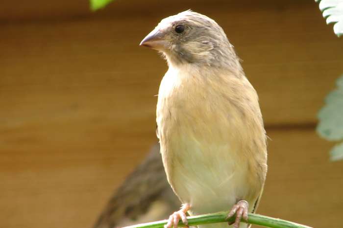 1-1 citroenborst edelzanger, crithagra citrinipectus