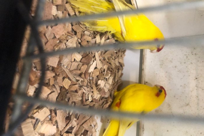 kakariki lutino poppen 2 stuks