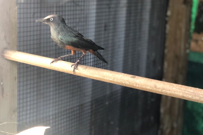roodbuik glansspreeuwen lamprotornis pulcher