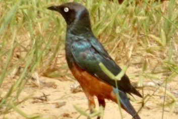 roodbuik glansspreeuwen lamprotornis pulcher