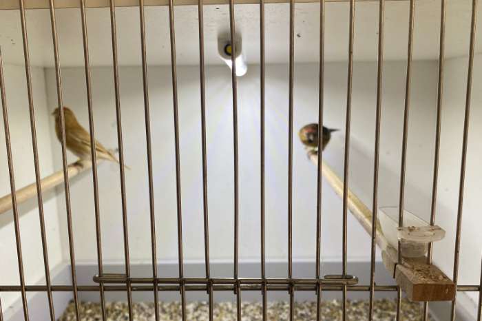 koppel barmsijs splitbond + donker bond geel