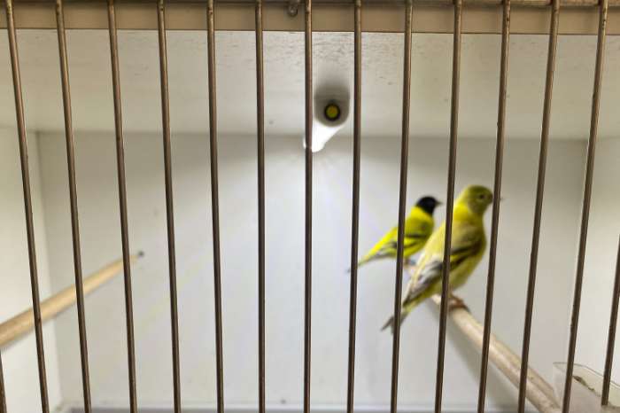 broedrijp topaas zwartkop sijsjes