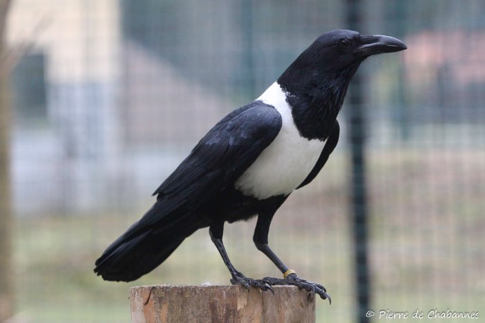 1-2 schildraaf (corvus albus)
