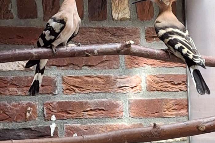 europese hoppen