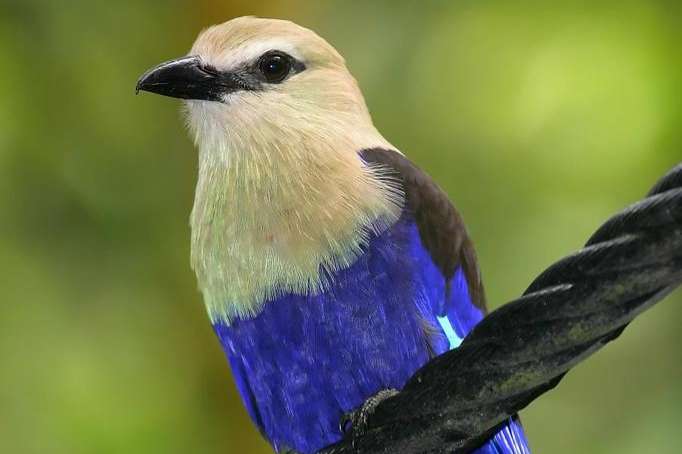 blauwbuik - europese scharrelaar-coracias cyanogaster