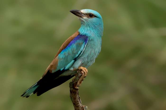 blauwbuik - europese scharrelaar-coracias cyanogaster