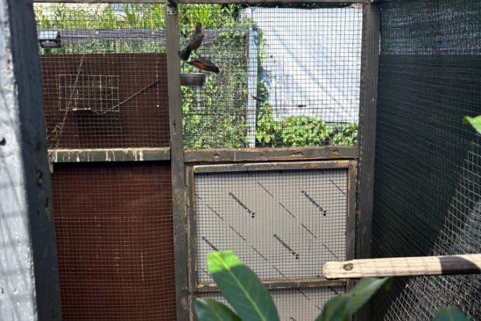 roodbuik glansspreeuwen 2026 lamprotornis pulcher