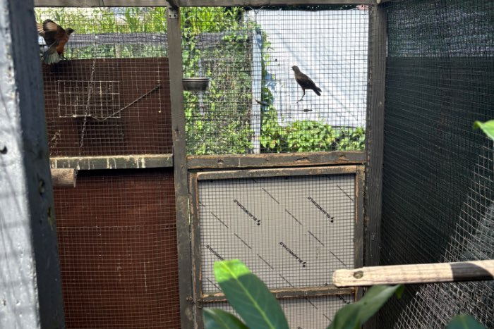roodbuik glansspreeuwen 2026 lamprotornis pulcher