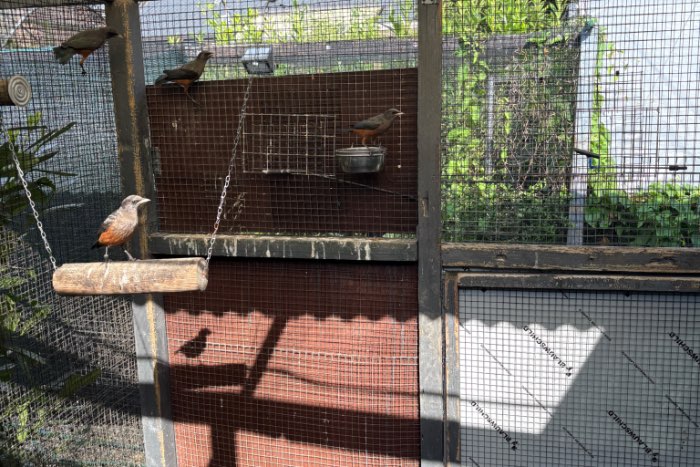 roodbuik glansspreeuwen 2026 lamprotornis pulcher