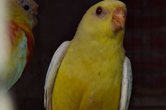 neophema elegant.