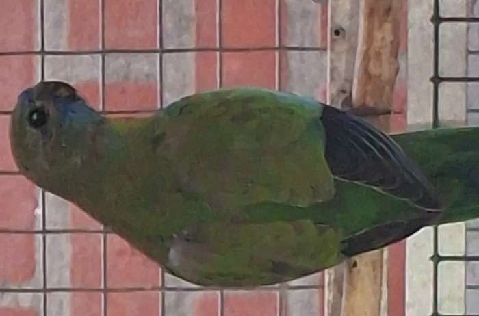 neophema splendid