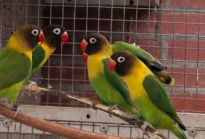 jonge groene personatus