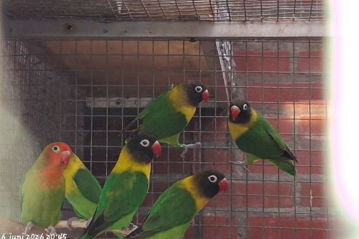 jonge groene personatus