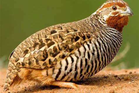 koppel jungle bush kwartel