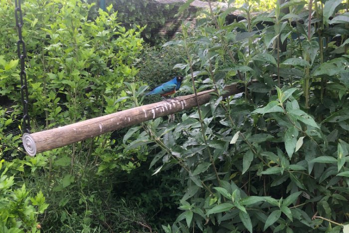 3 kleuren glansspreeuwen 2026 lamprotornis superbus