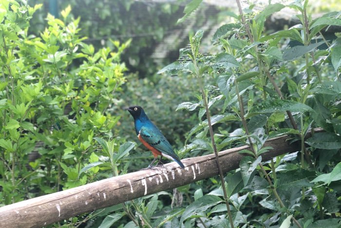 3 kleuren glansspreeuwen 2026 lamprotornis superbus