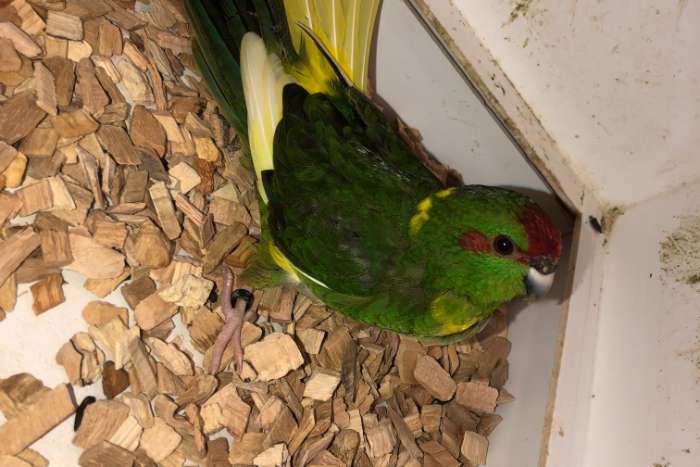 kakariki pop groen wildkleur met bont en geelbonte