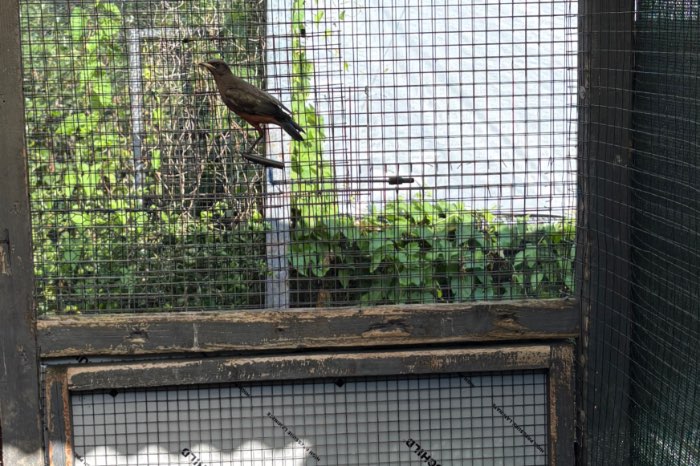 lamprotornis pulcher 2026