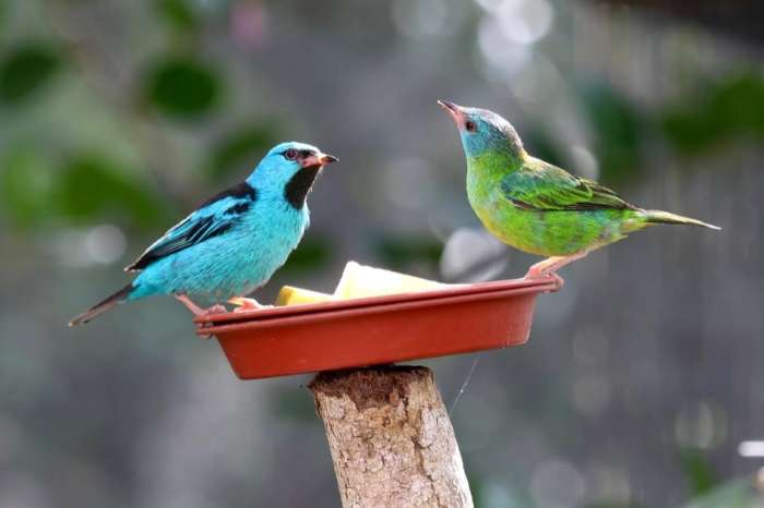 dacnis cayana