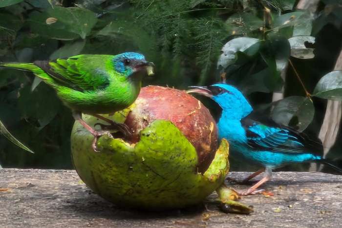 dacnis cayana