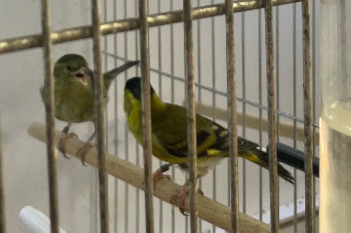 24 tropische vogels (alleen in 1 koop).