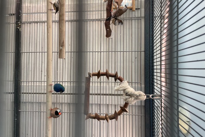 24 tropische vogels (alleen in 1 koop).