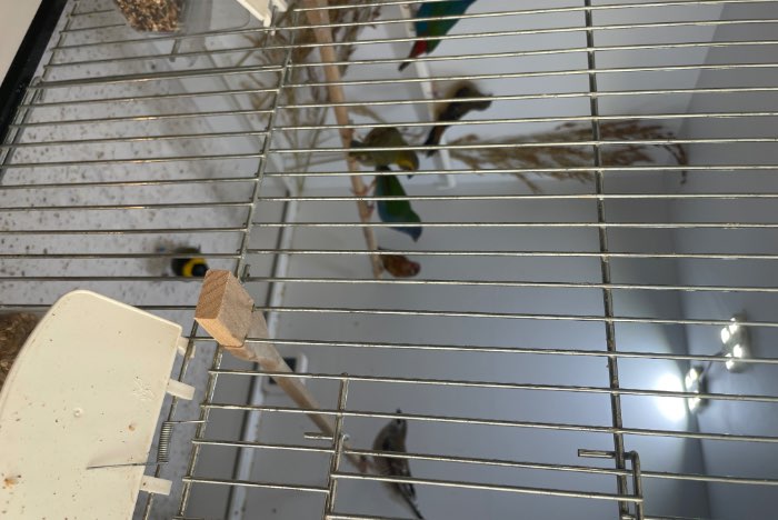 24 tropische vogels (alleen in 1 koop).