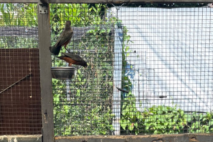 lamprotornis pulcher 2026