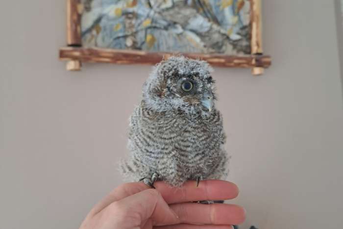 glaucidium perlatum, otus choliba
