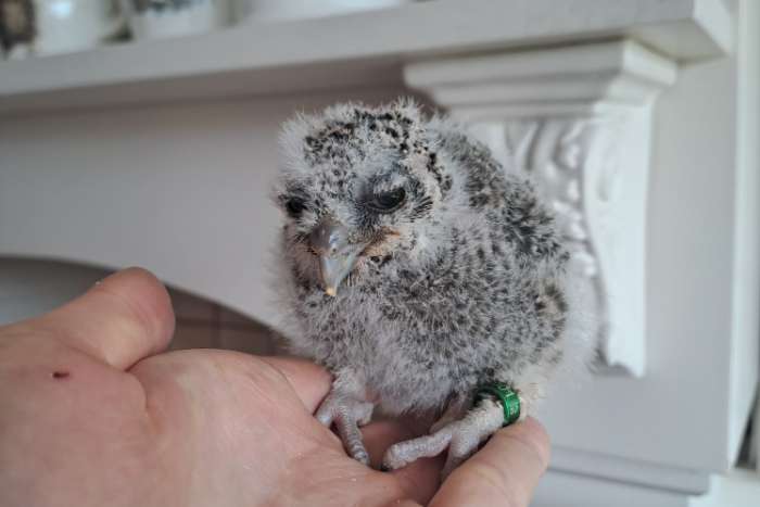 glaucidium perlatum, otus choliba