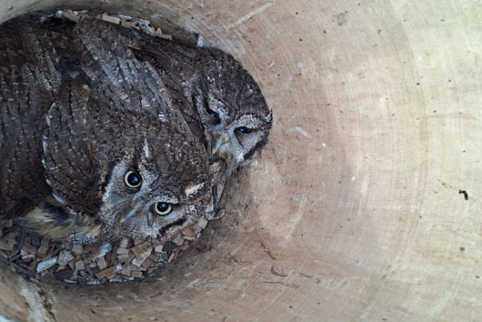 glaucidium perlatum, otus choliba