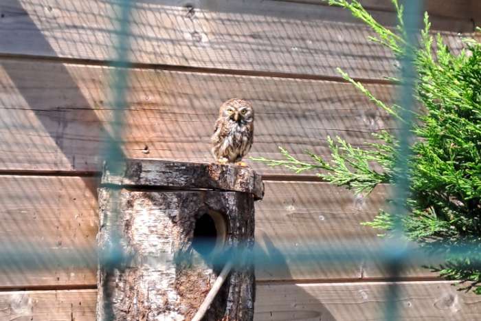 glaucidium perlatum, otus choliba