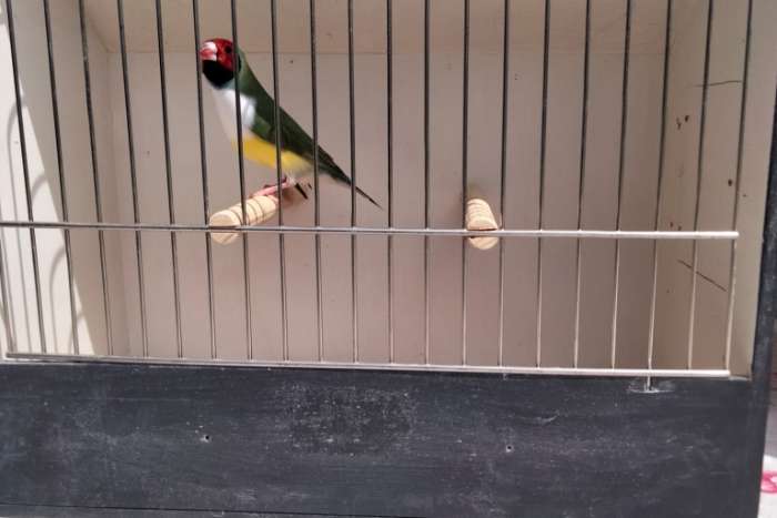 te koop goulds uit de buitenvoliere