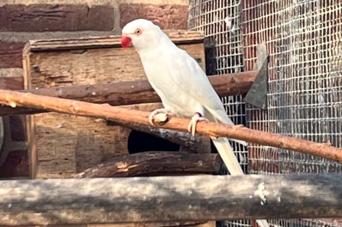 halsbandparkiet koppel albino
