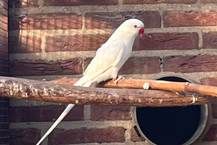 halsbandparkiet koppel albino