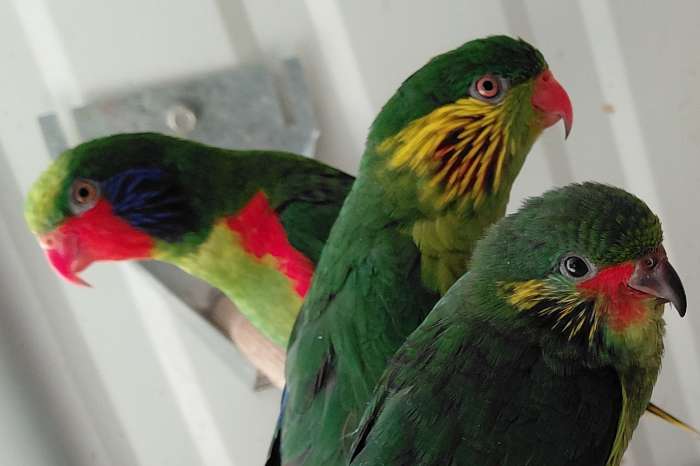 roodflanklori