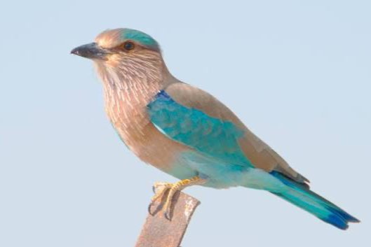 2-2 indische scharrelaar (coracias benghalensis)