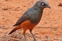 3-2 roodbuikspreeuw (lamprotornis pulcher)