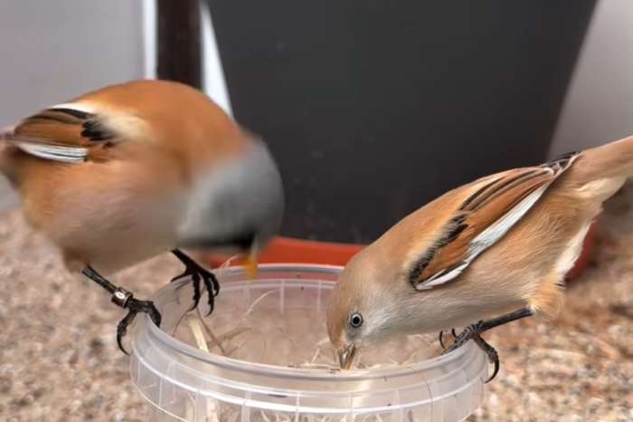 bearded tit