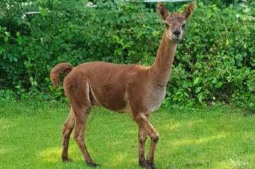 alpacahengst