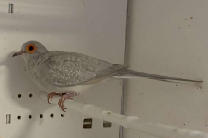 pastel gezoomd diamantduiven