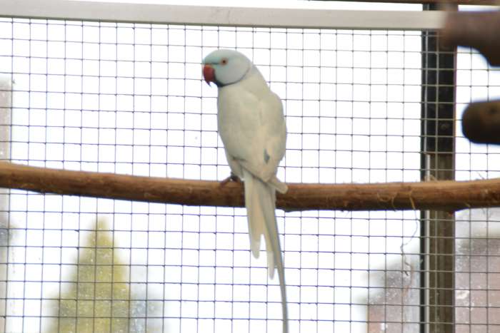 halsband overgoten